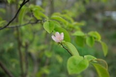 かりんの花咲く