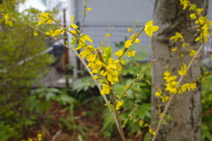 雨の日のレンギョウ