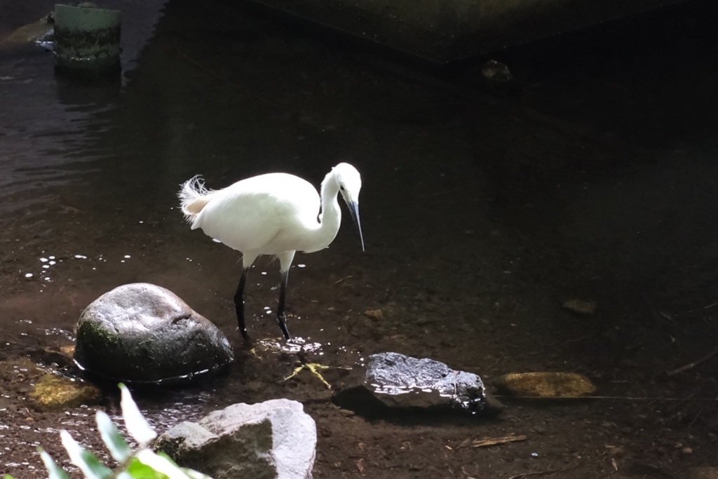 At Inokashira Park 