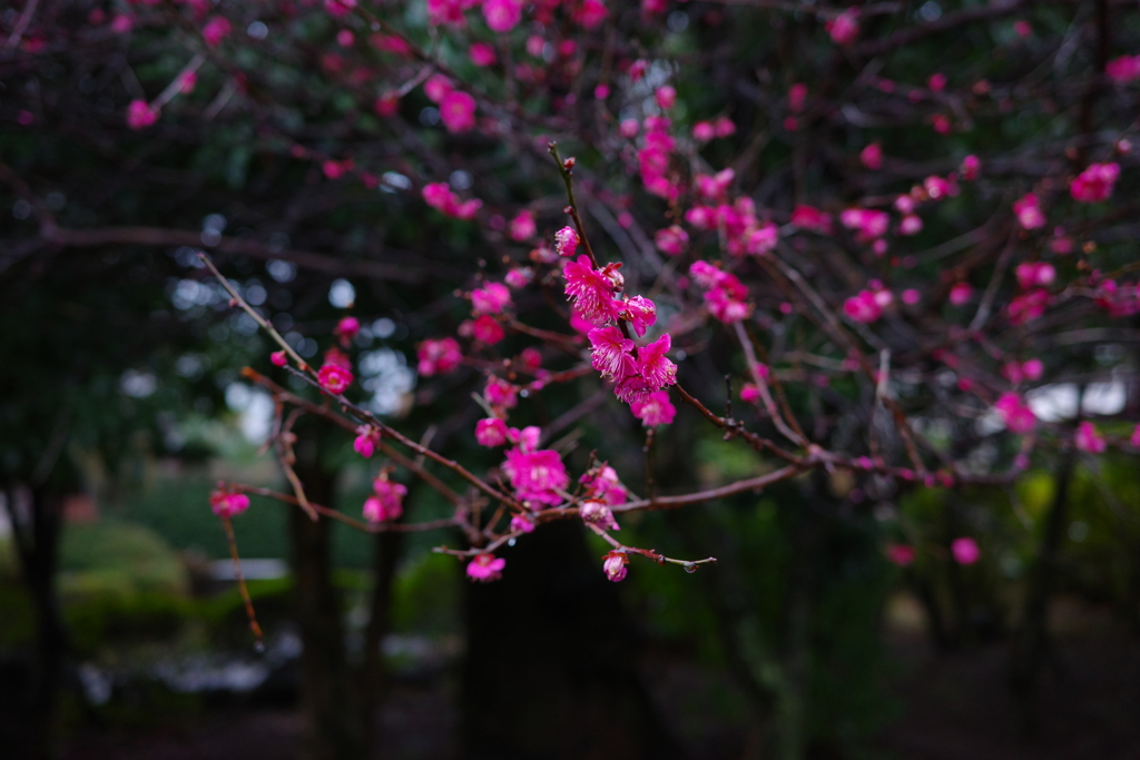 Red plum in a rainy day 