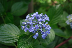 Might be the last shot of hydrangea 