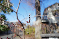 Apricot buds