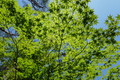 Maple leaves in the early summer 