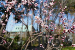 Apricot flowers beginning to bloom 