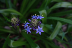 Wild hyacinth