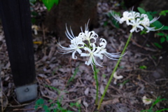 White spider lily 