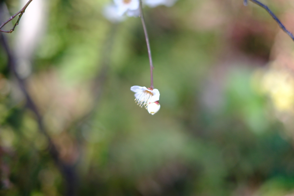 Blooming alone 