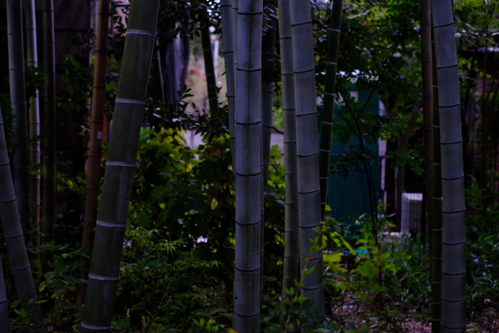 Bamboo trees in the late afternoon 