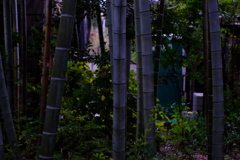 Bamboo trees in the late afternoon 