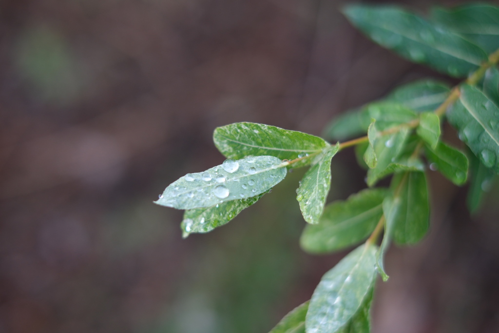 雨上がりの散歩道
