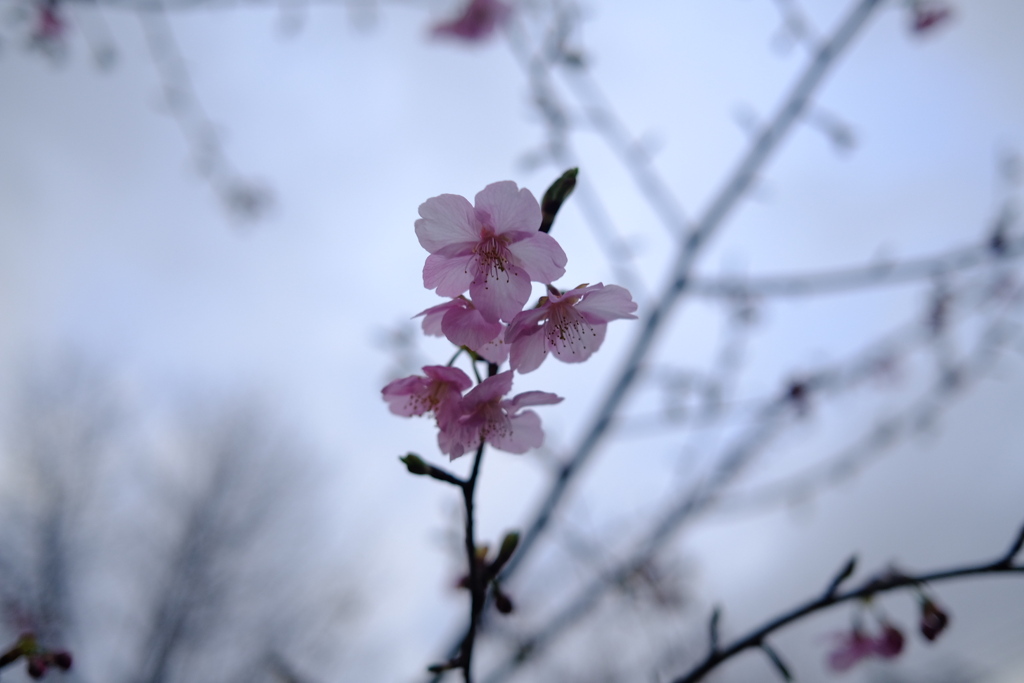 Kawazu cherry blossoms 