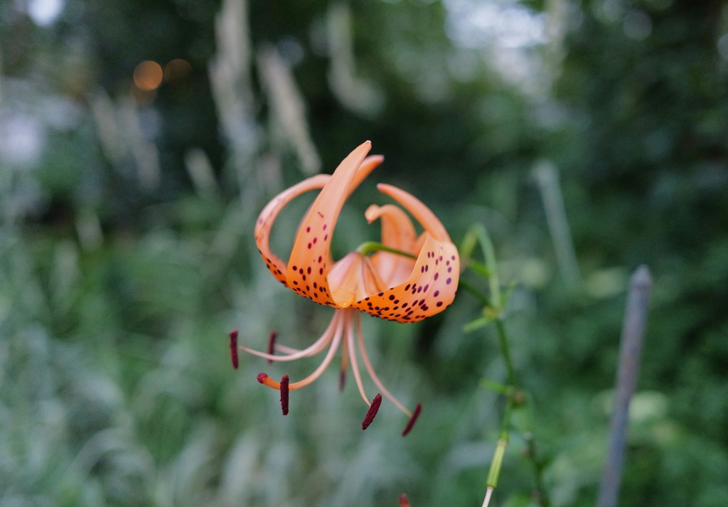 A tiger lily 