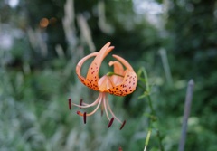 A tiger lily 