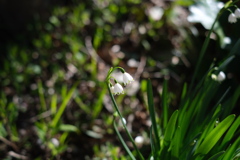 Spring snowflakes 