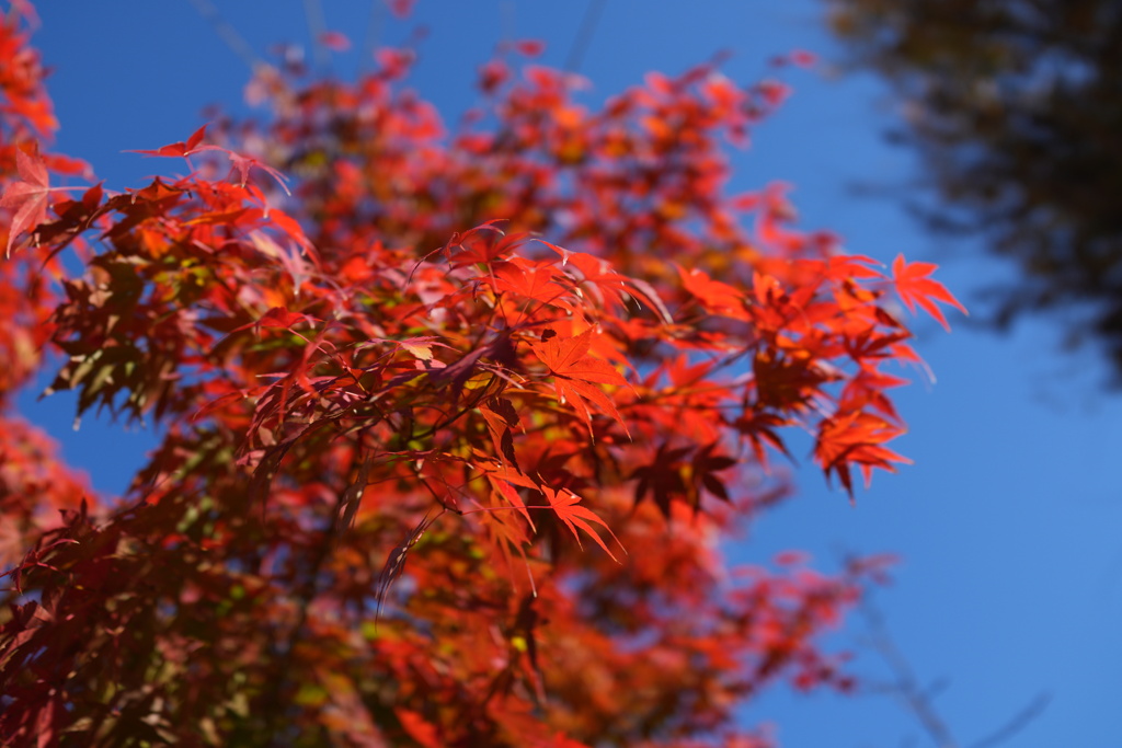 Foliage of Japanese maple 