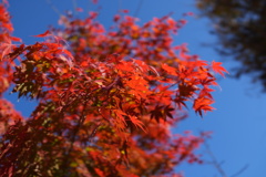 Foliage of Japanese maple 