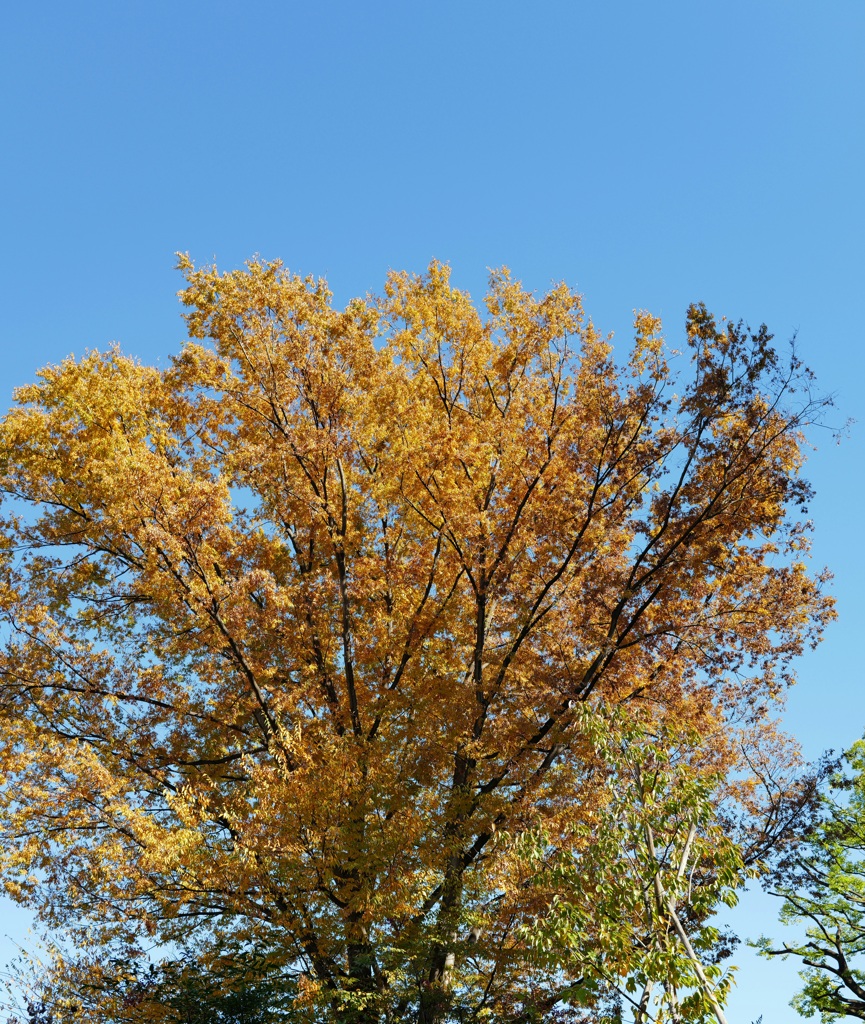 A,fine autumn day 