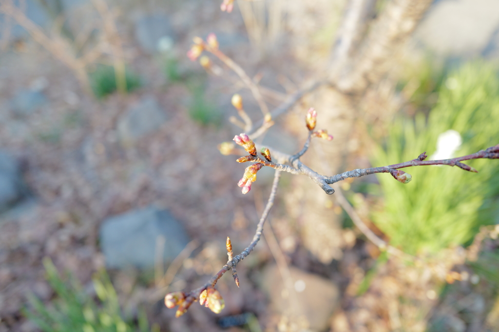 河津桜の蕾、赤らむ