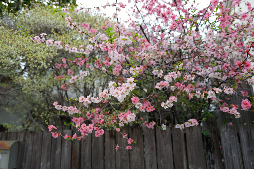 Quince flowers in full bloom 