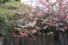 Quince flowers in full bloom 