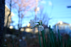 冬の朝、日陰に水仙