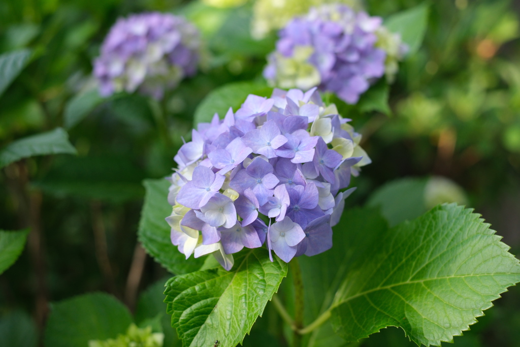 Gentle purple 