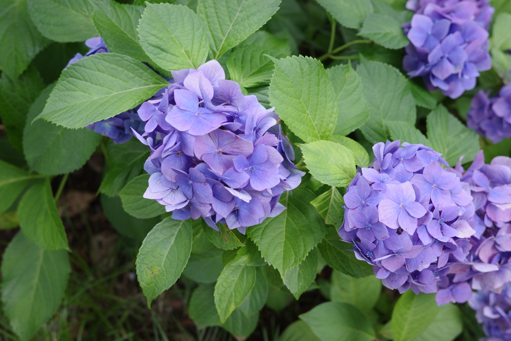 Hydrangeas waiting for rain