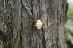 A cicada turns adult 