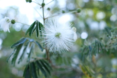 A flower of white popinac 