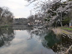 Today's Inokashira park 