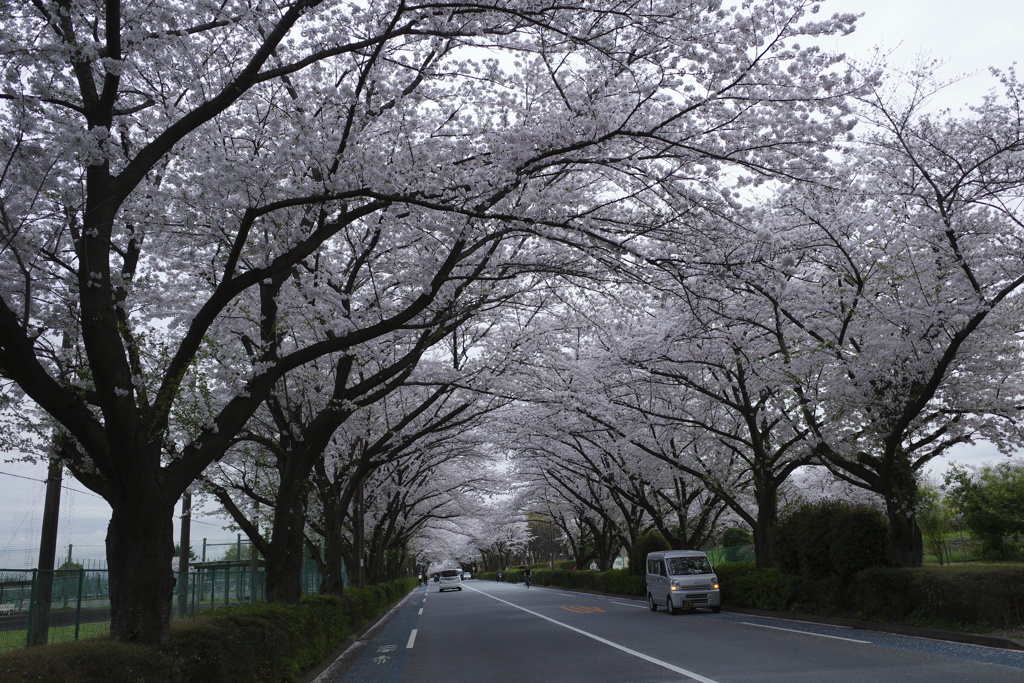 Cherry blossoms tunnel 