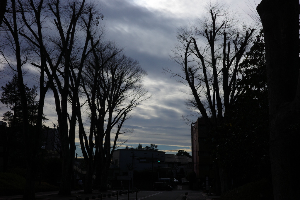 Pruned trees in a cloudy day 