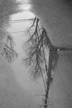 Trees in a puddle 