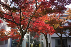 Autumn foliage of a maple tree 