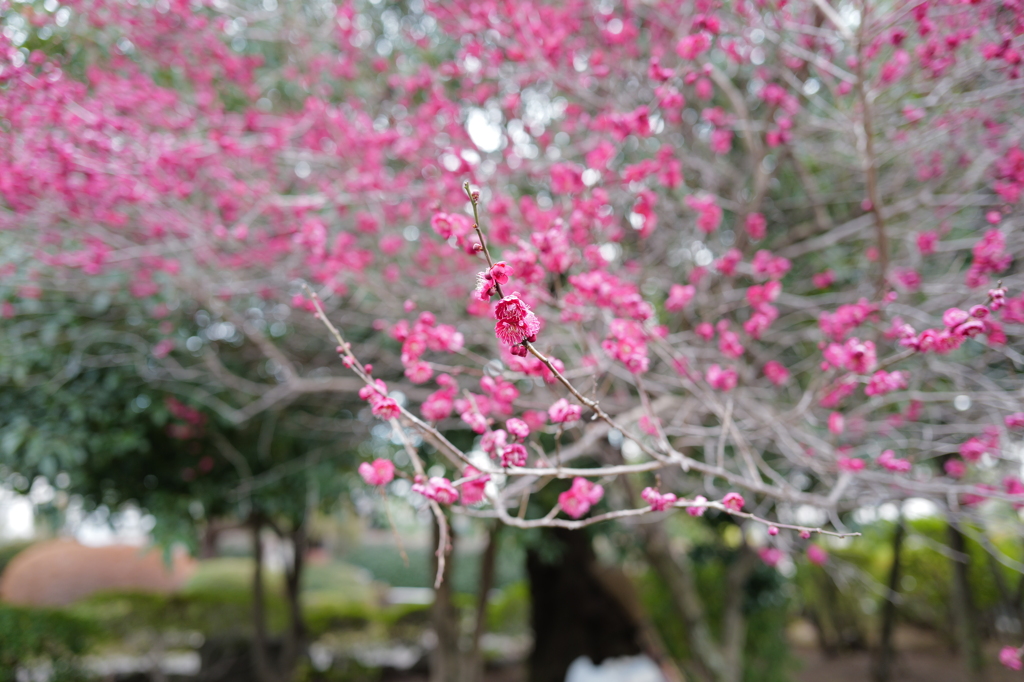 A sign of spring 