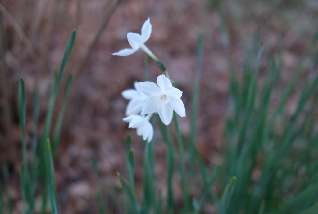 Narcissuses 