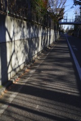 Trees and shadows 