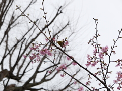 河津桜にメジロ