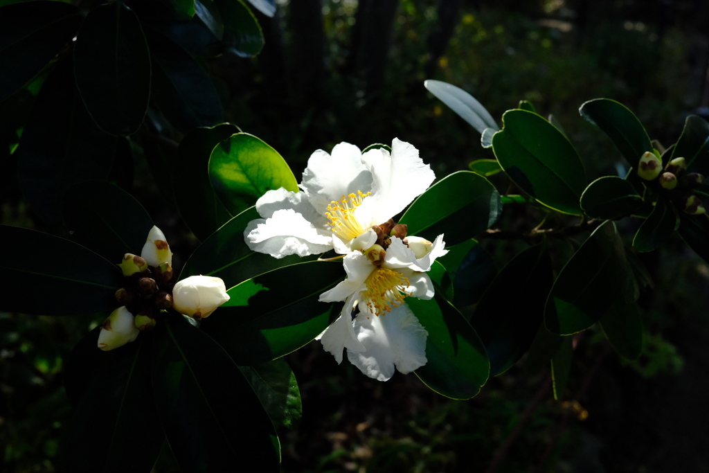 White in the dark 