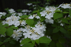 White hydrangea