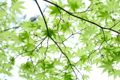 Green leaves in morning light 