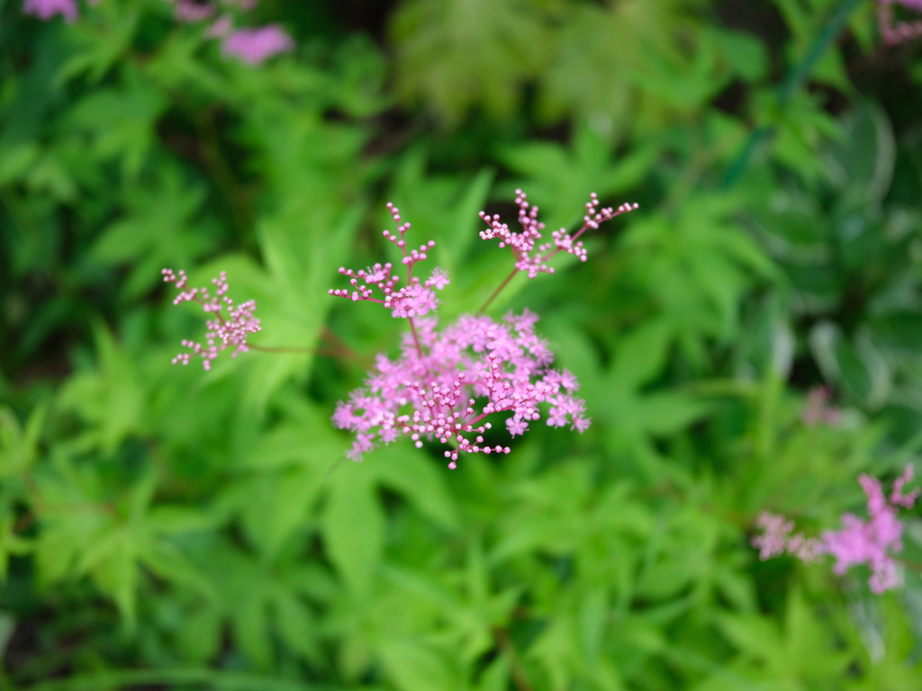 『キョウガノコ』の花咲く