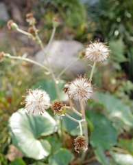 Fluff of Japanese silverleaf 