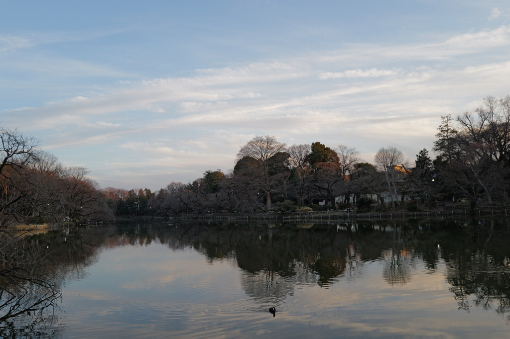 12月30日夕方の井の頭公園