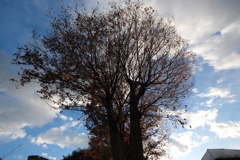 Sky,  clouds,  and a tree in winter 