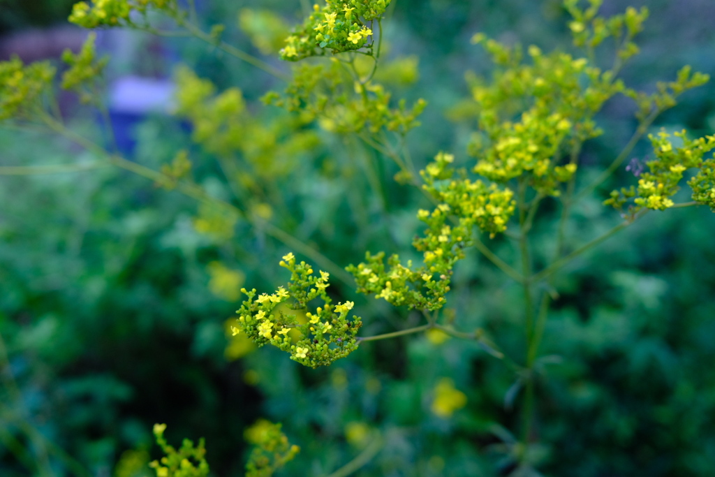 Yellow patrinia 