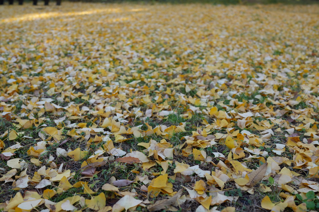 落葉のカーペット