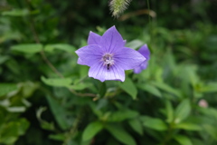 A balloon flower 