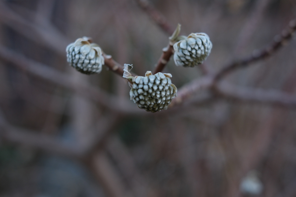 ミツマタ膨らむ