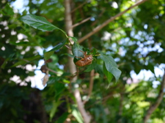 夏真っ盛り